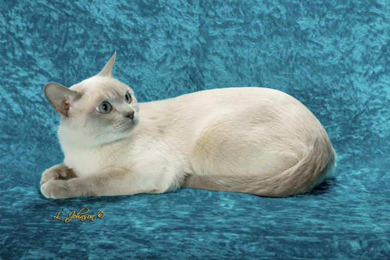 blue tonkinese cat