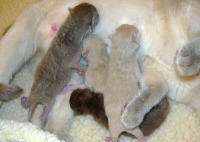 Tonkinese Queen nursing one-day-old babies