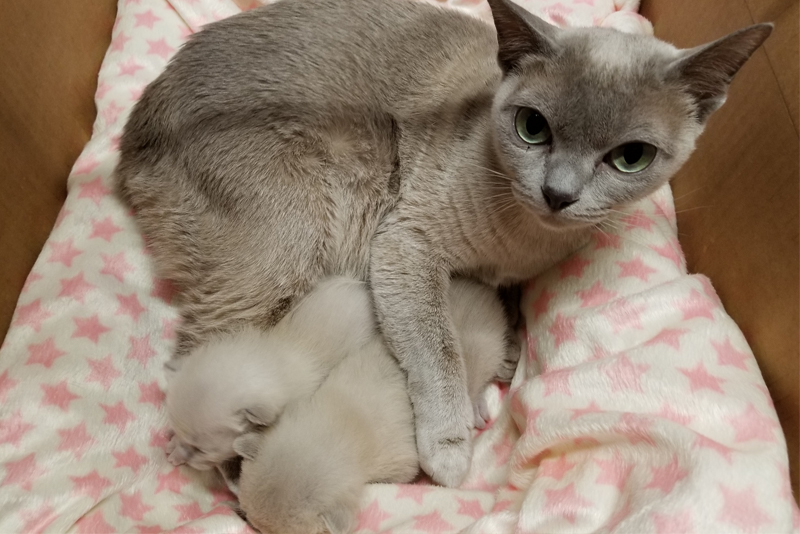 Takrai Tonkinese Latte Platinum Solid Queen with 2 kittens